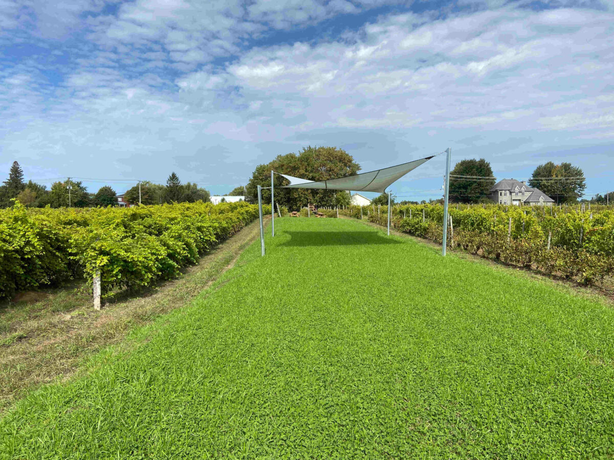 Chateau Taillefer-Lafon – Shade sail